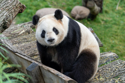 Les pandas de Beauval s’acclimatent bien !